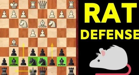 rat defense easy opening